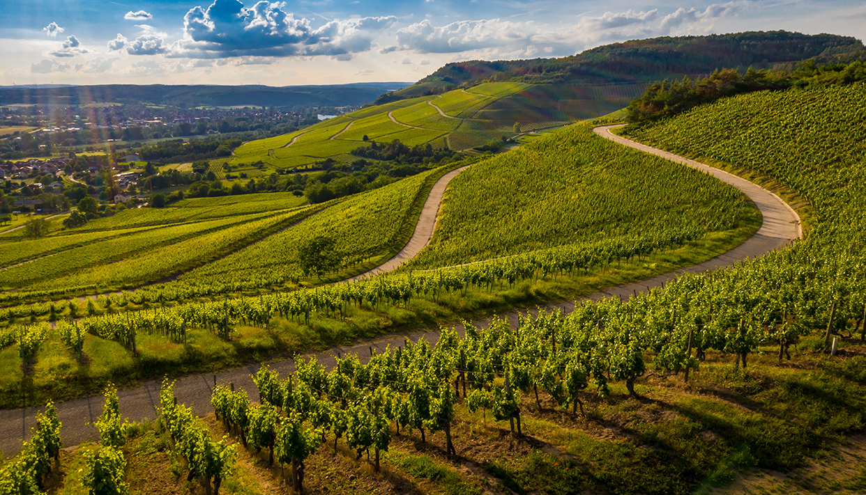 Beautiful view of a vineyard in the green hills at sunset